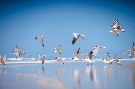 Vogels1